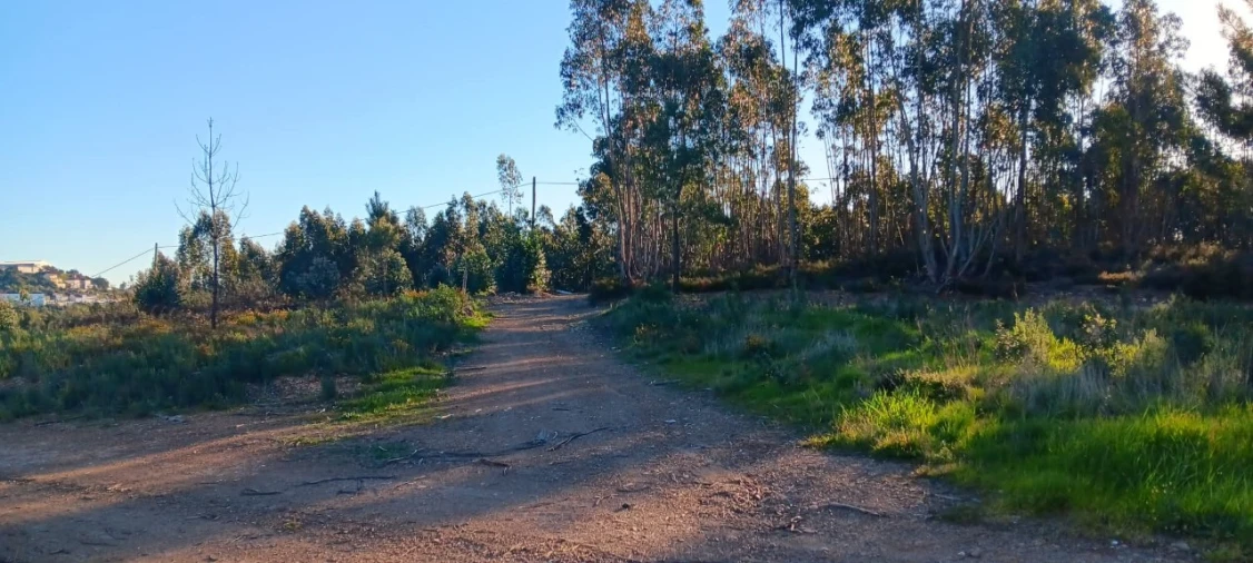 Terreno Agricola ou Rústico para Venda em Mação, Penhascoso e Aboboreira Foto 1