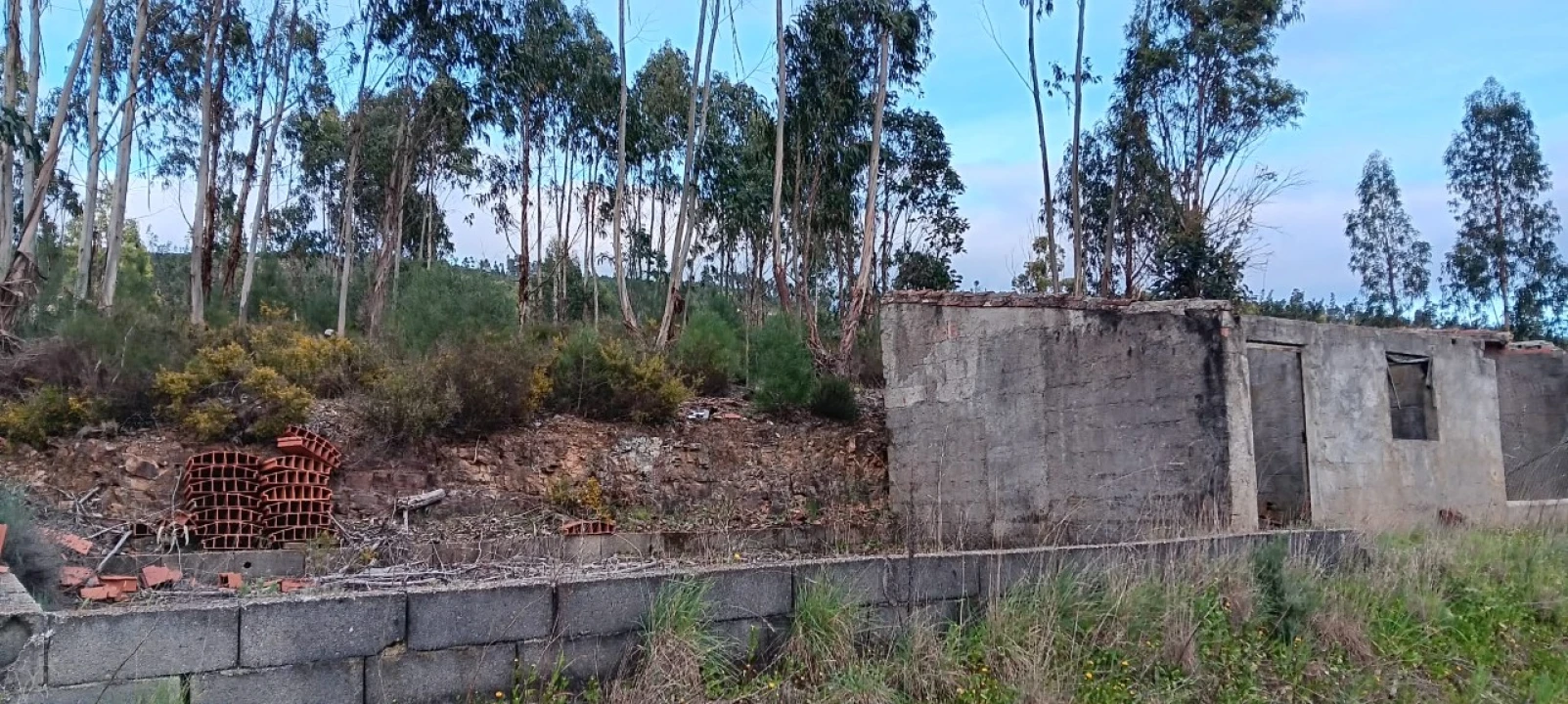 Terreno Agricola ou Rústico para Venda em Mação, Penhascoso e Aboboreira Foto 2