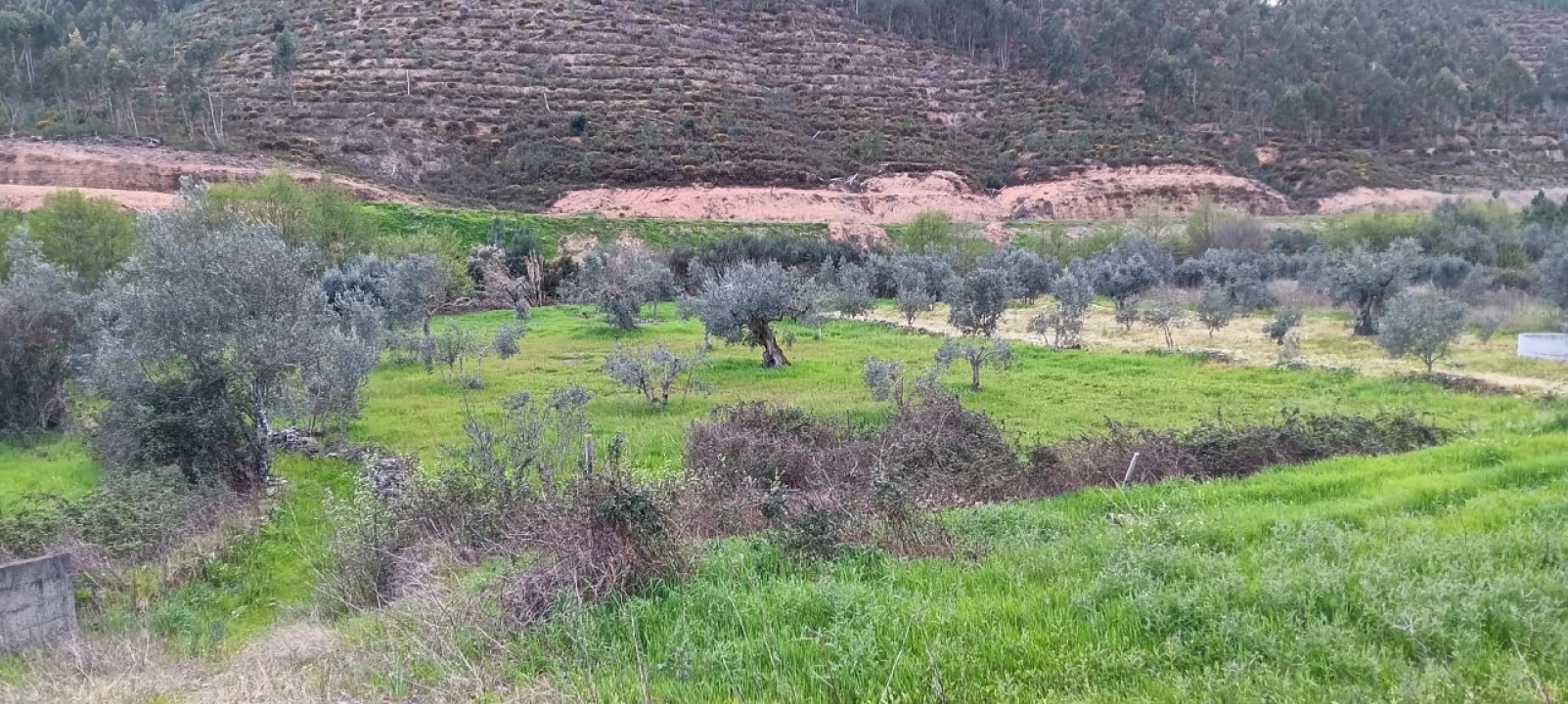 Terreno Agricola ou Rústico para Venda em Mação, Penhascoso e Aboboreira Foto 4