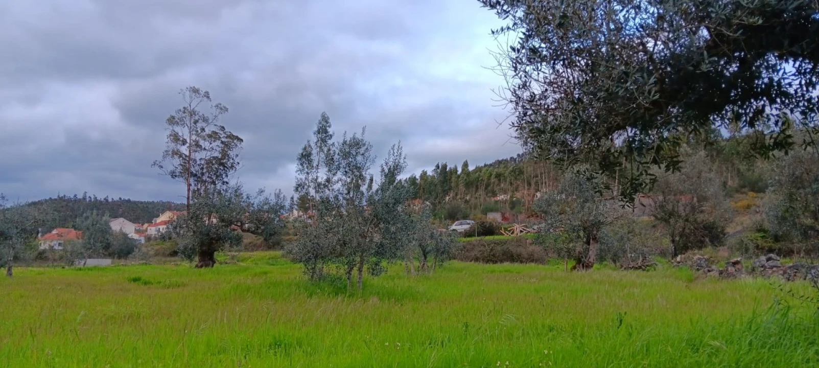 Terreno Agricola ou Rústico para Venda em Mação, Penhascoso e Aboboreira Foto 5
