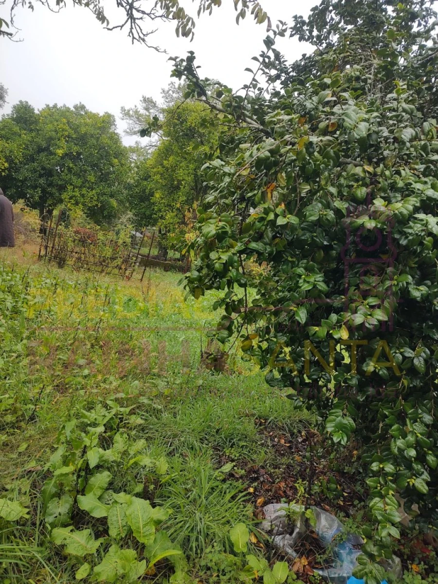 Terreno Agricola ou Rústico para Venda em Caparrosa e Silvares Foto 4