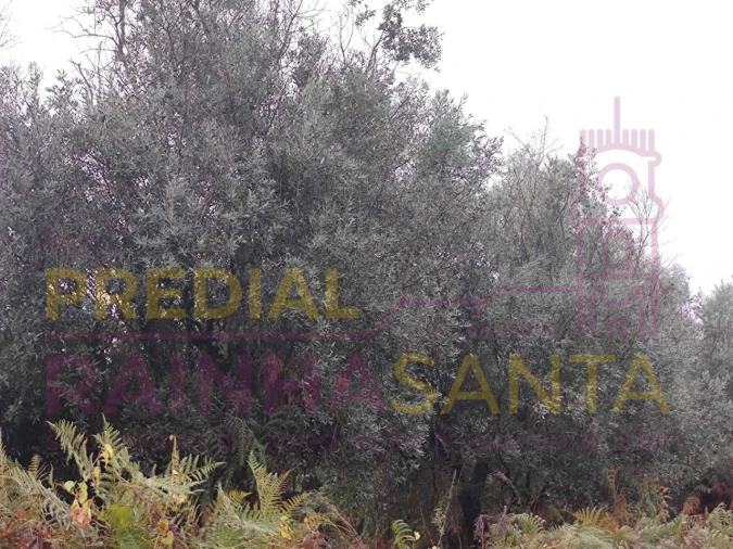 Terreno Agricola ou Rústico para Venda em Caparrosa e Silvares Foto 13