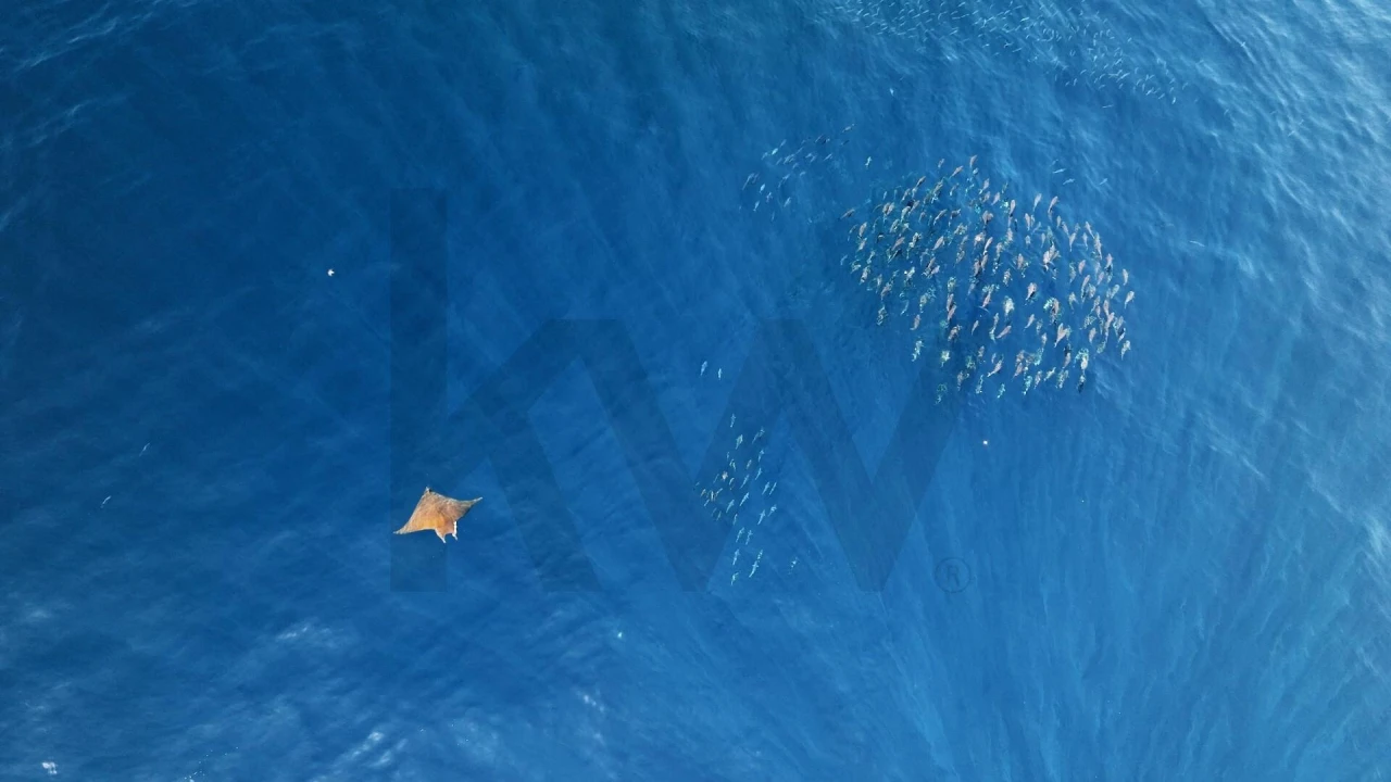 Terreno para Venda em Horta (Conceição) Foto 13