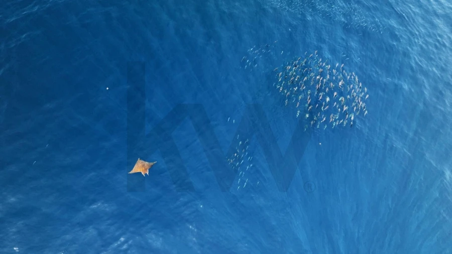 Terreno para Venda em Horta (Conceição) Foto 13