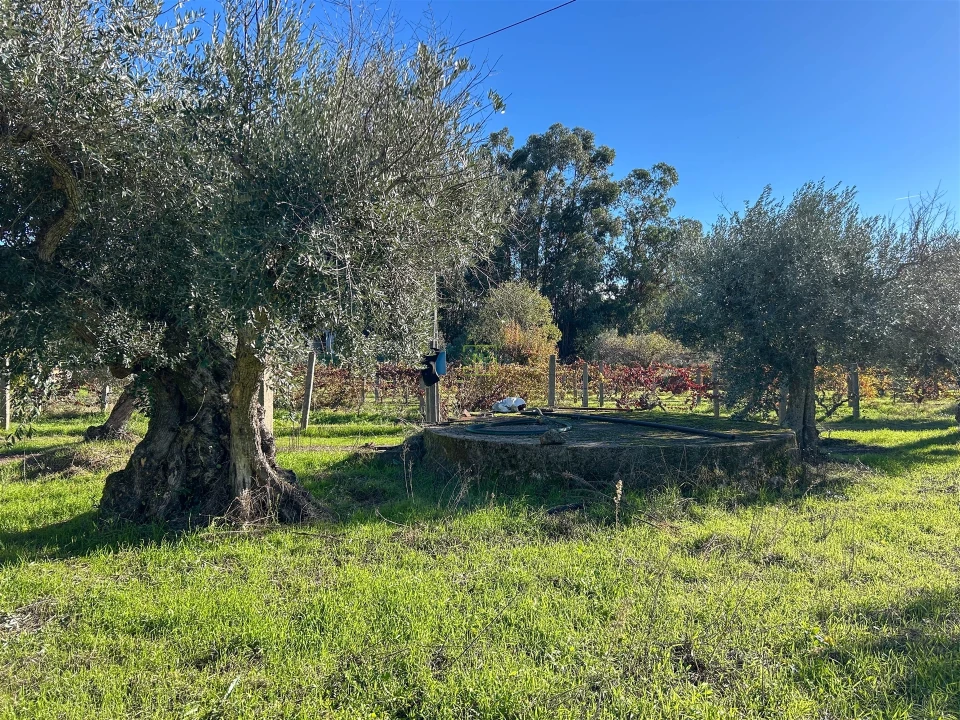 Terreno Misto para Venda em Aldeia do Bispo, Águas e Aldeia de João Pires Foto 59