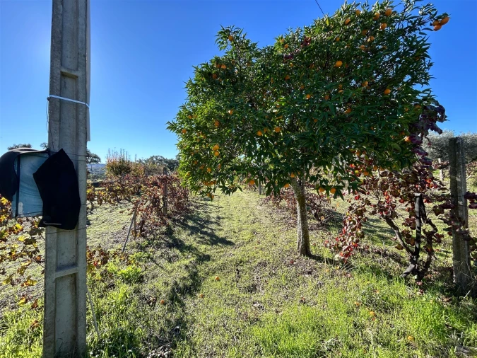 Terreno Misto para Venda em Aldeia do Bispo, Águas e Aldeia de João Pires Foto 62