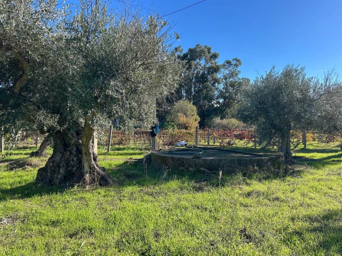 Terreno Misto para Venda em Aldeia do Bispo, Águas e Aldeia de João Pires Foto 59