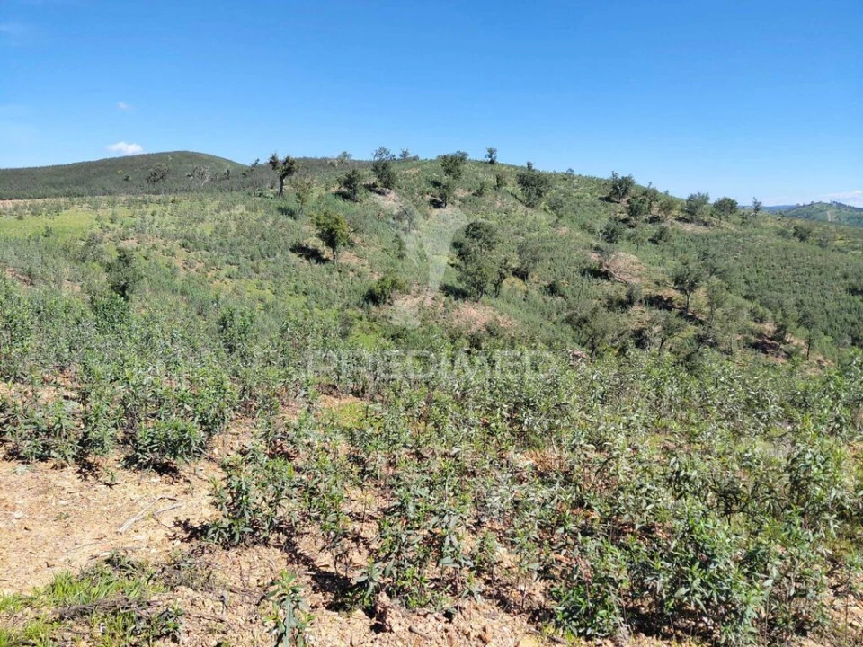Terreno para Venda em Saboia Foto 3