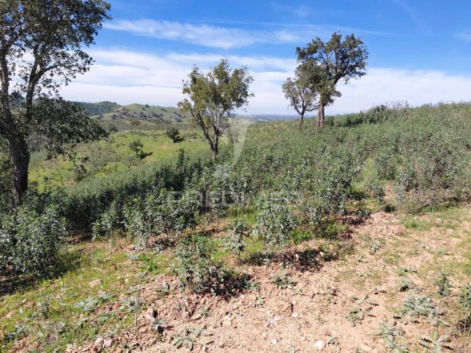 Terreno para Venda em Saboia Foto 1