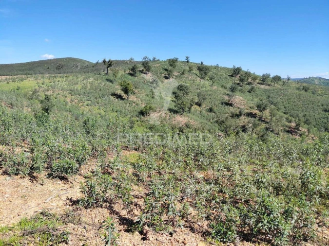 Terreno para Venda em Saboia Foto 3