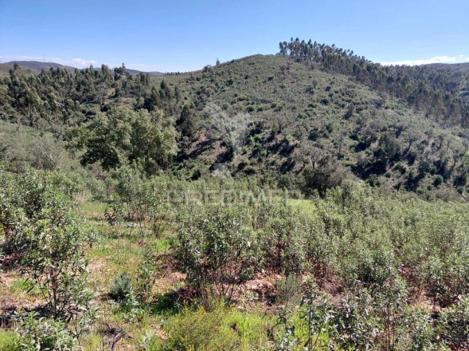 Terreno para Venda em Saboia Foto 5