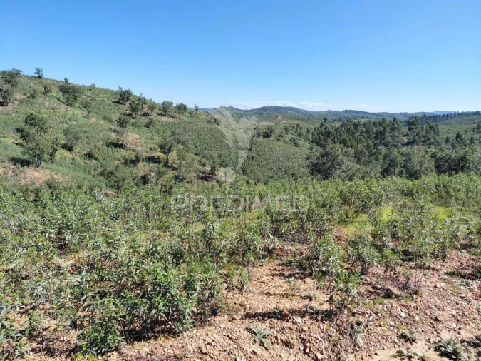 Terreno para Venda em Saboia Foto 2