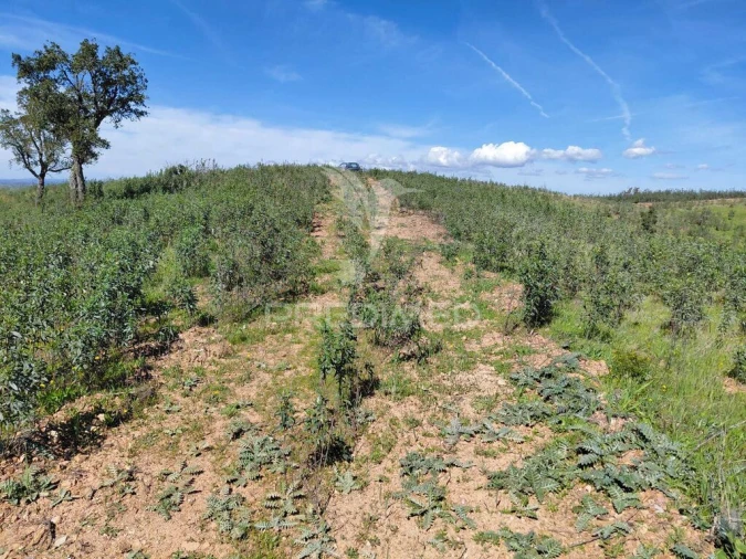 Terreno para Venda em Saboia Foto 6