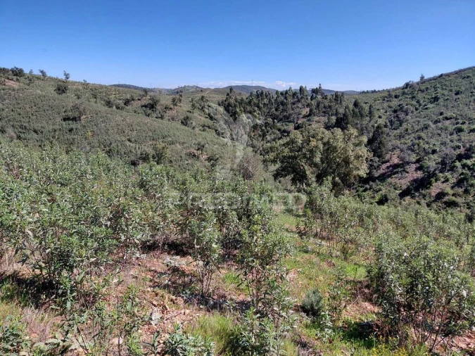 Terreno para Venda em Saboia Foto 4