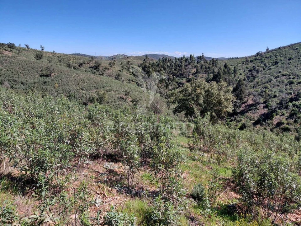 Terreno para Venda em Saboia Foto 4