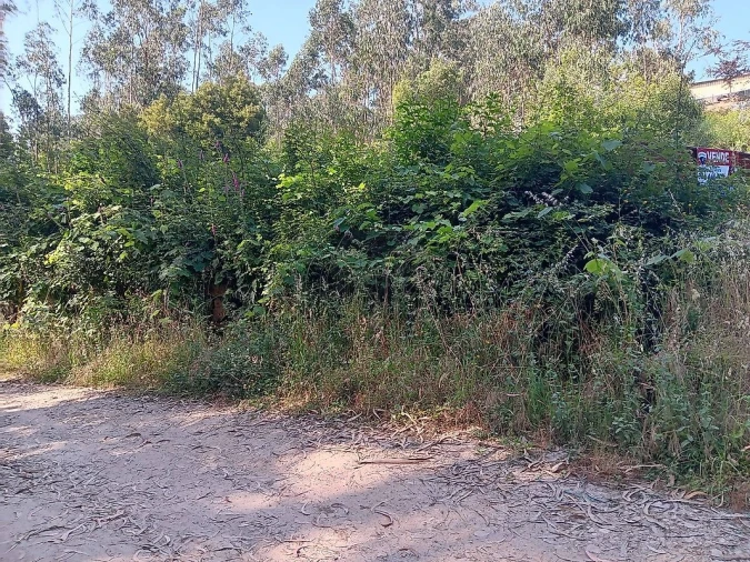 Terreno para Venda em Vila de Cucujães Foto 8