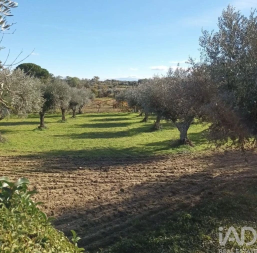 Quinta T5 para Venda em Castelo Branco Foto 4