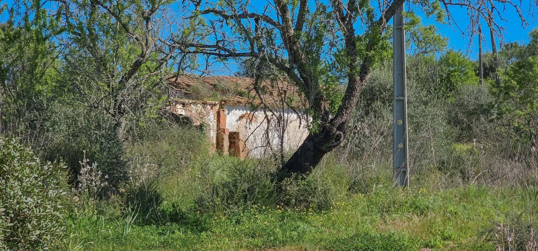 Terreno para Venda em São Bartolomeu de Messines Foto 12