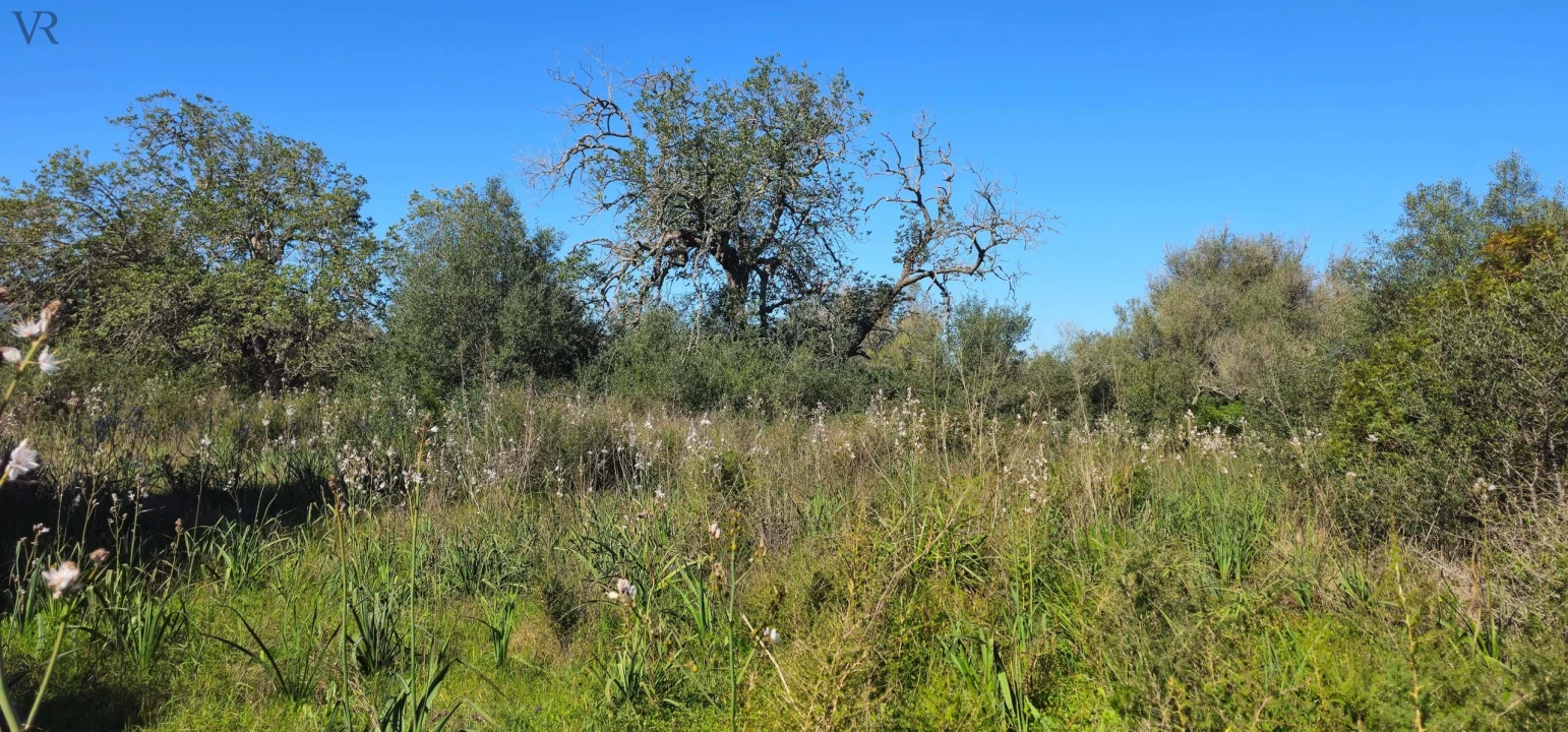 Terreno para Venda em São Bartolomeu de Messines Foto 17