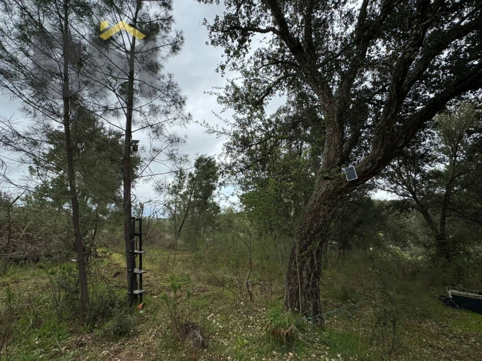 Terreno Agricola ou Rústico para Venda em Salgueiro do Campo Foto 11
