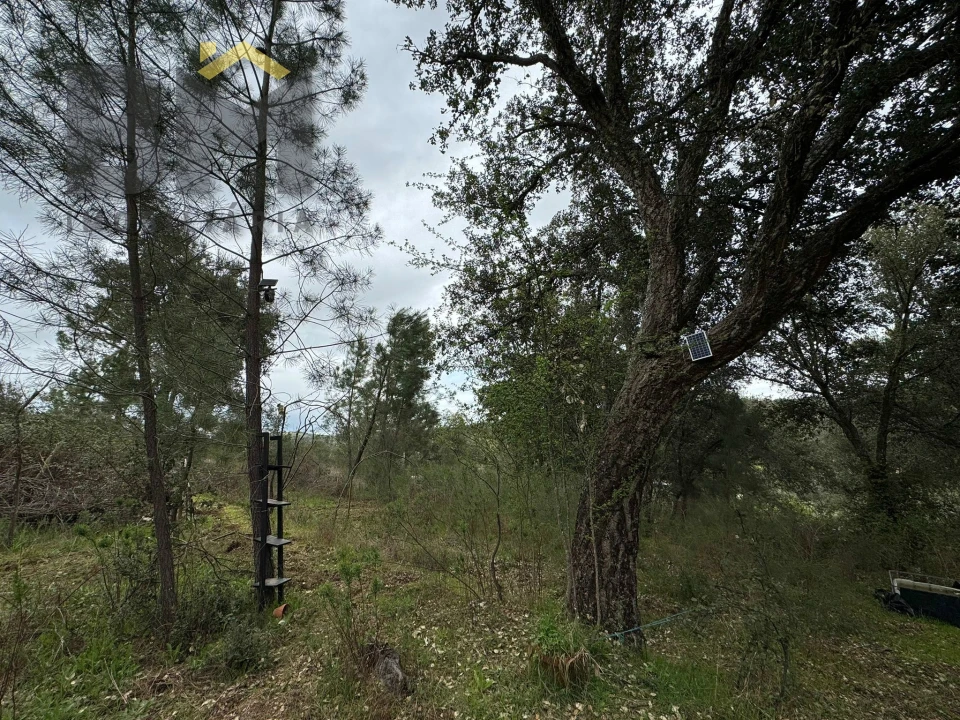 Terreno Agricola ou Rústico para Venda em Salgueiro do Campo Foto 11