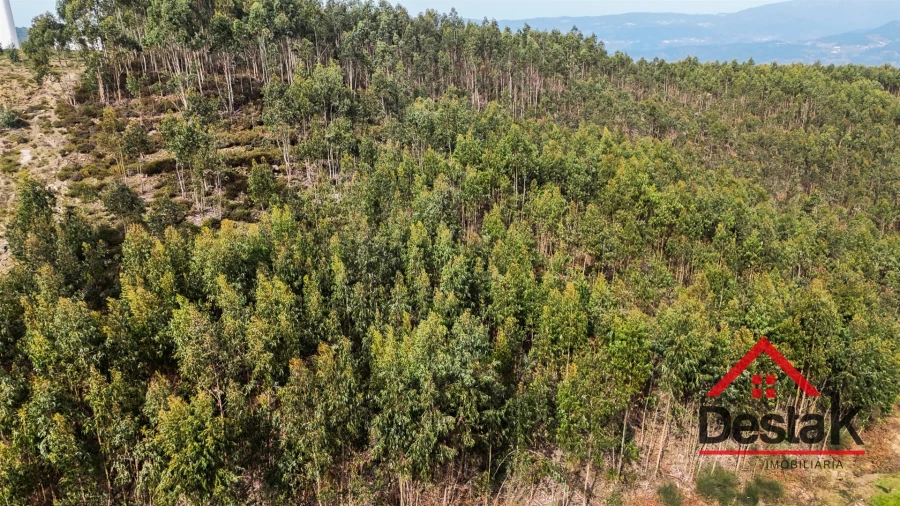 Terreno para Venda em Pinheiro Foto 11