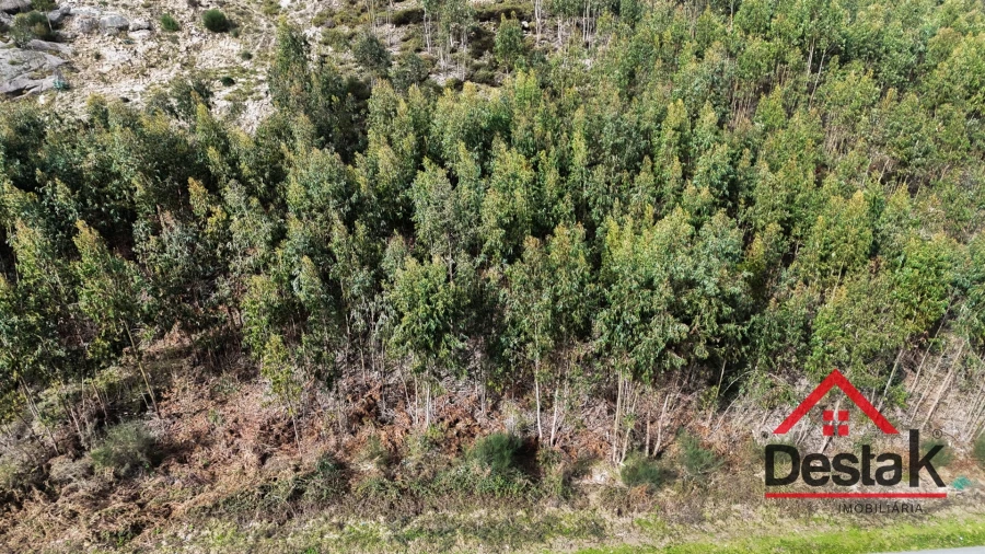 Terreno para Venda em Pinheiro Foto 10