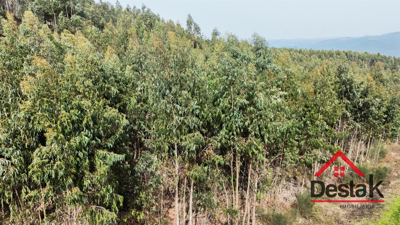 Terreno para Venda em Pinheiro Foto 16