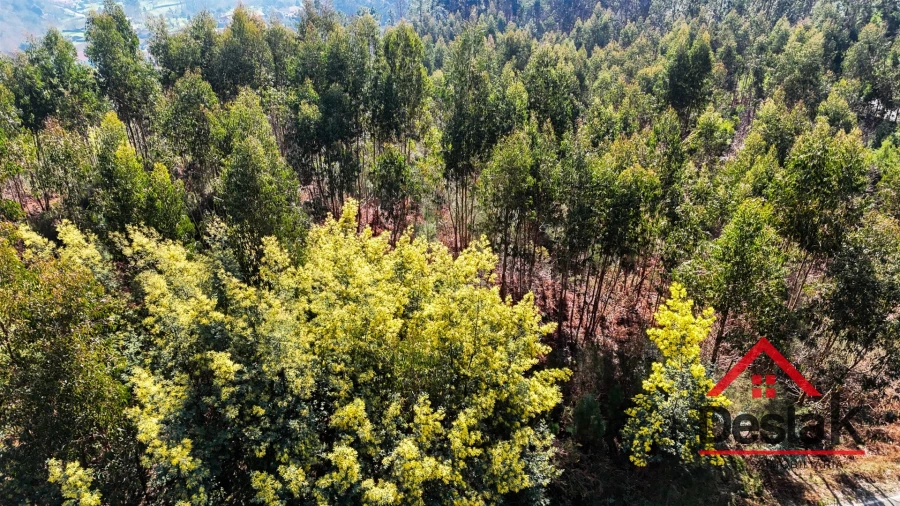Terreno para Venda em São Pedro do Sul, Várzea e Baiões Foto 14