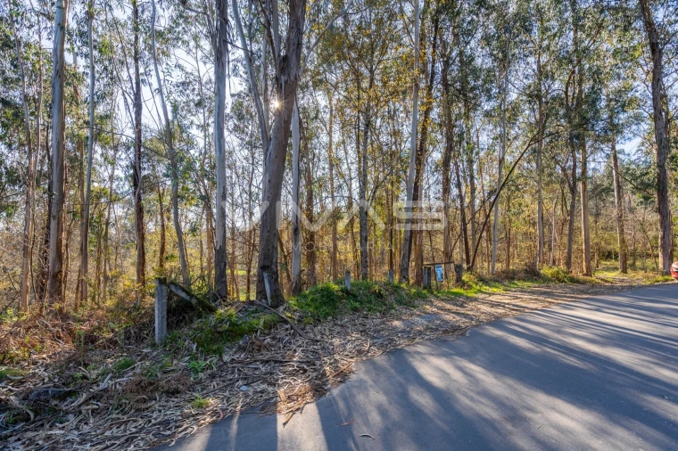 Terreno Agricola ou Rústico para Venda em Ribeira do Neiva Foto 25