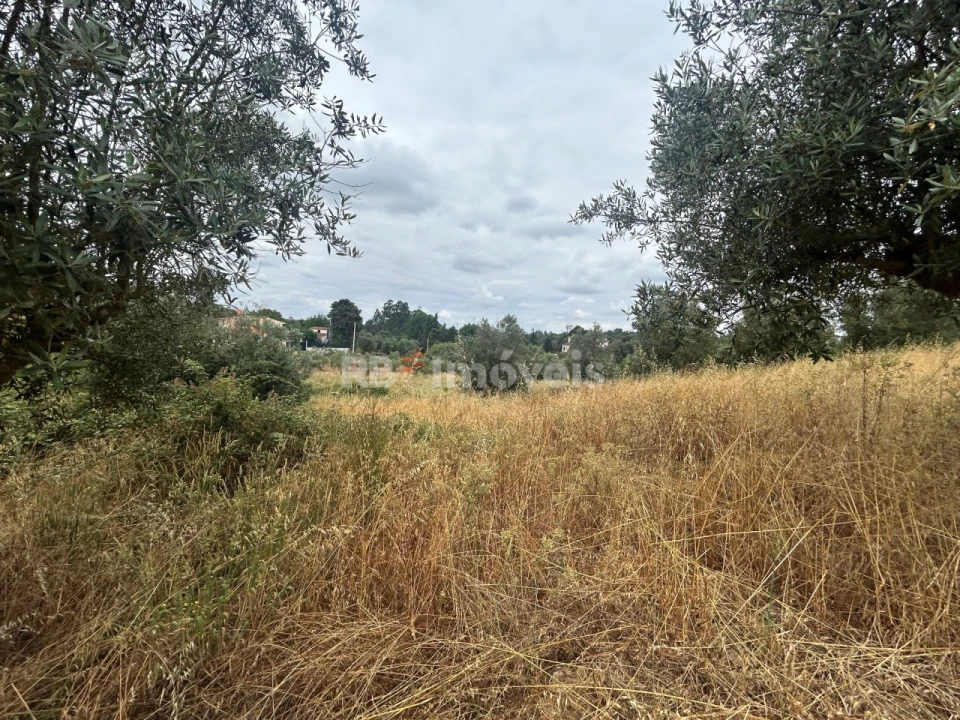 Terreno Agricola ou Rústico para Venda em Serra e Junceira Foto 5