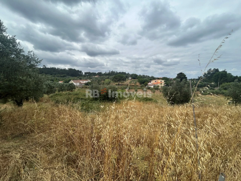 Terreno Agricola ou Rústico para Venda em Serra e Junceira Foto 6
