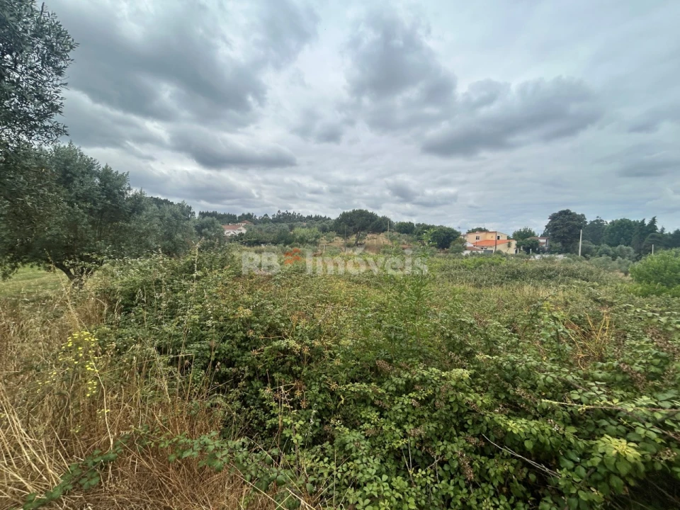 Terreno Agricola ou Rústico para Venda em Serra e Junceira Foto 9