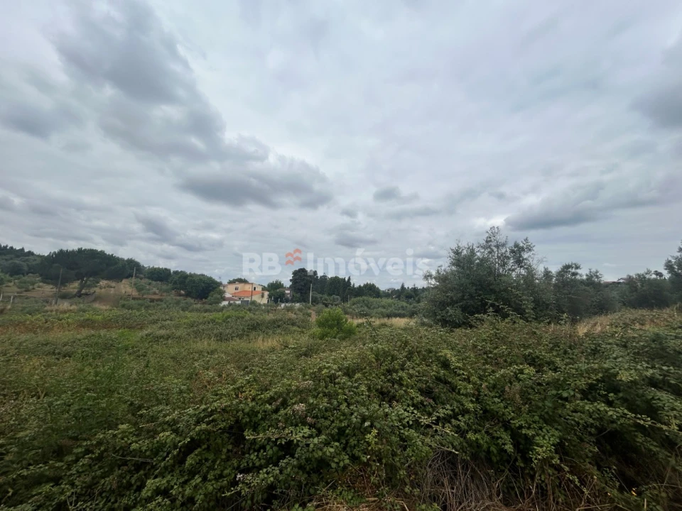Terreno Agricola ou Rústico para Venda em Serra e Junceira Foto 11