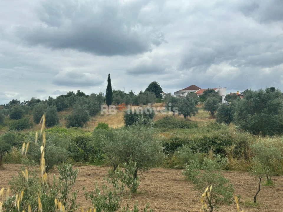 Terreno Agricola ou Rústico para Venda em Serra e Junceira Foto 15
