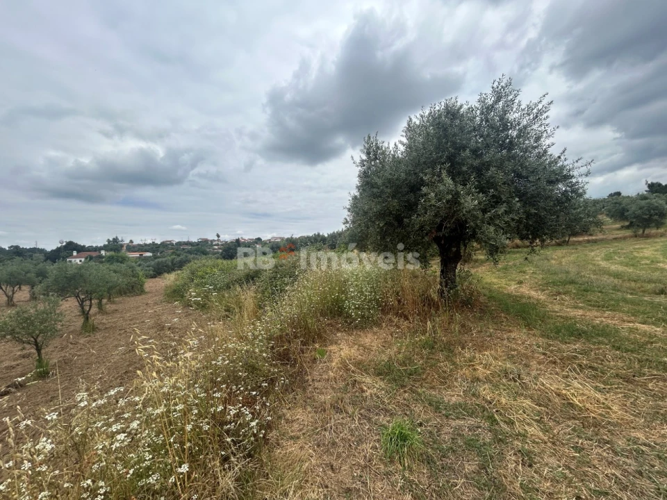 Terreno Agricola ou Rústico para Venda em Serra e Junceira Foto 16