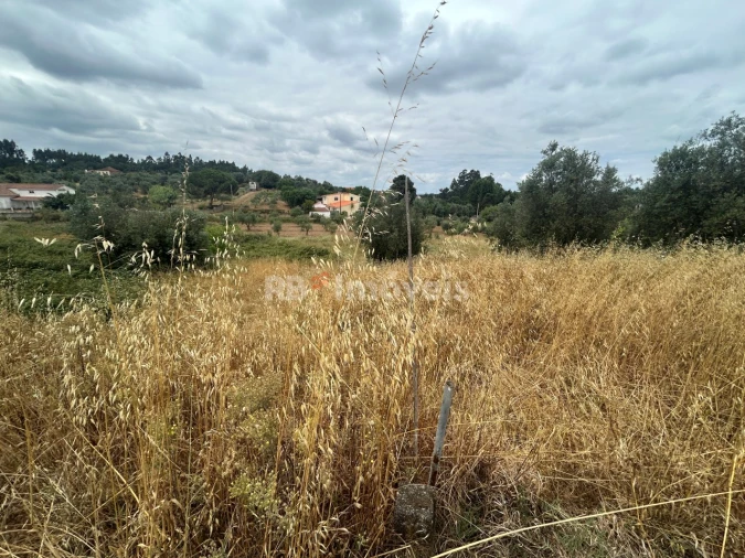 Terreno Agricola ou Rústico para Venda em Serra e Junceira Foto 7