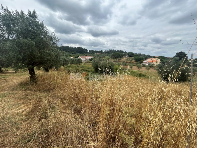 Terreno Agricola ou Rústico para Venda em Serra e Junceira Foto 8