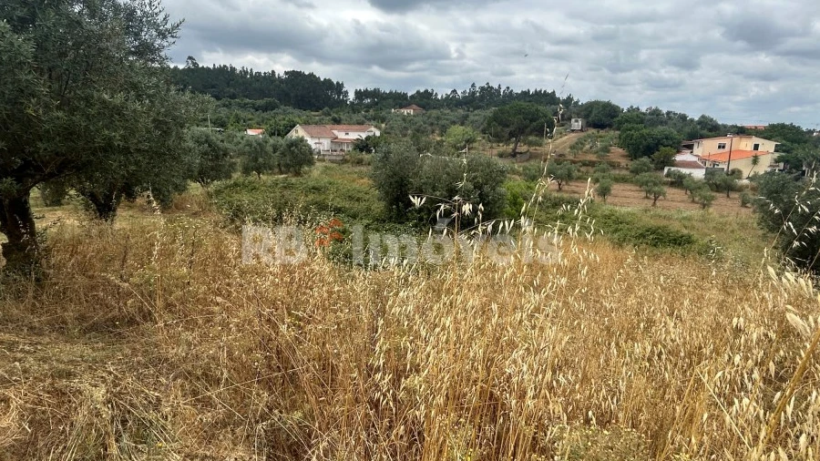 Terreno Agricola ou Rústico para Venda em Serra e Junceira