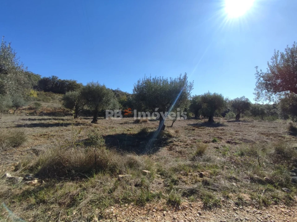 Terreno Agricola ou Rústico para Venda em Além da Ribeira e Pedreira Foto 10