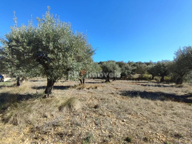 Terreno Agricola ou Rústico para Venda em Além da Ribeira e Pedreira Foto 6