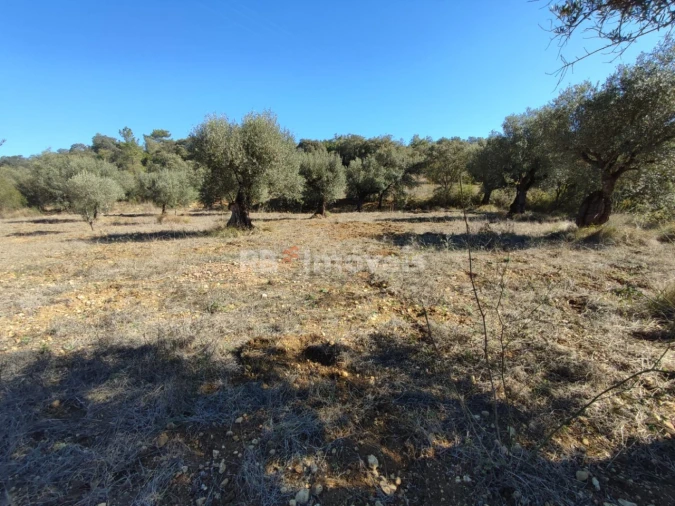 Terreno Agricola ou Rústico para Venda em Além da Ribeira e Pedreira Foto 2