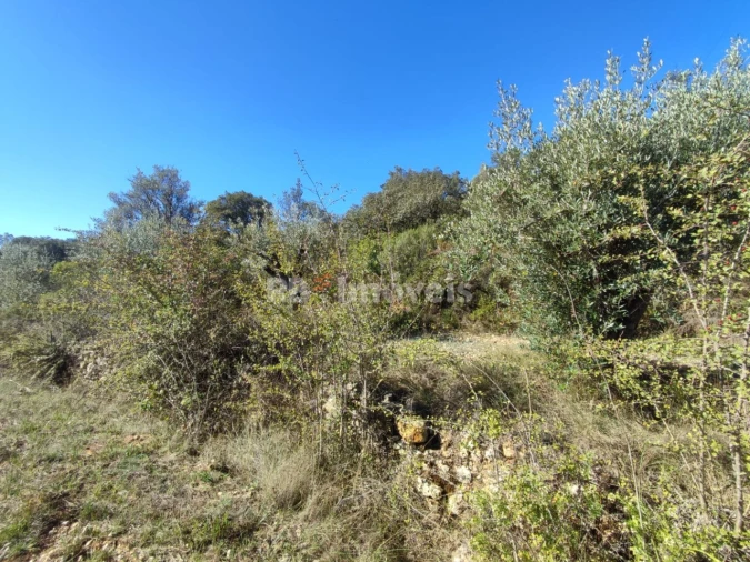 Terreno Agricola ou Rústico para Venda em Além da Ribeira e Pedreira Foto 9