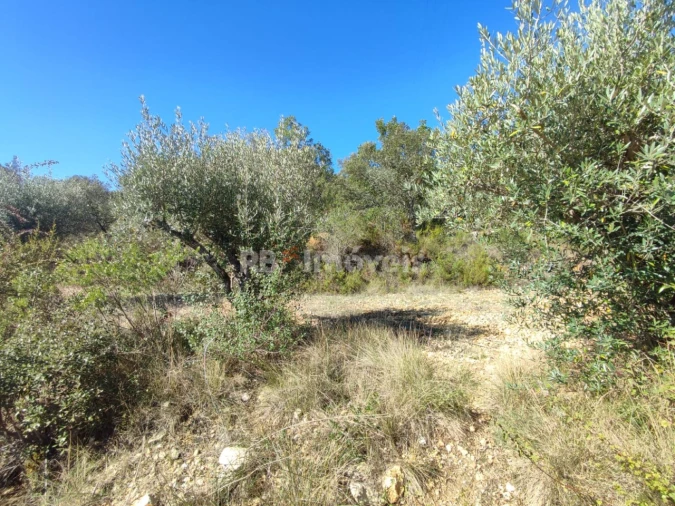 Terreno Agricola ou Rústico para Venda em Além da Ribeira e Pedreira Foto 7