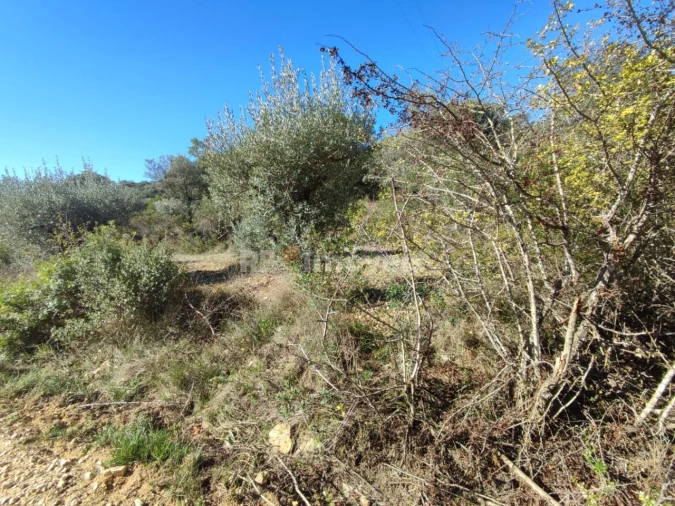 Terreno Agricola ou Rústico para Venda em Além da Ribeira e Pedreira Foto 12