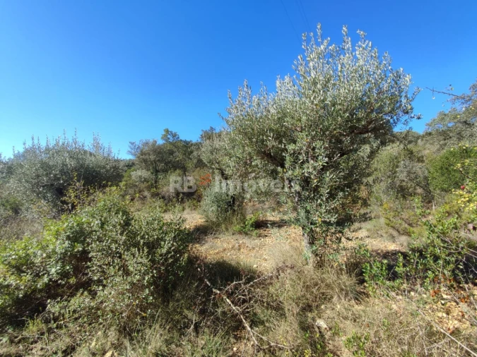 Terreno Agricola ou Rústico para Venda em Além da Ribeira e Pedreira Foto 13