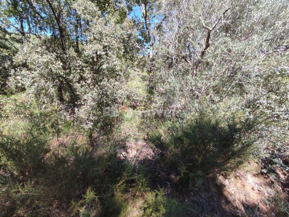 Terreno Agricola ou Rústico para Venda em Além da Ribeira e Pedreira Foto 5