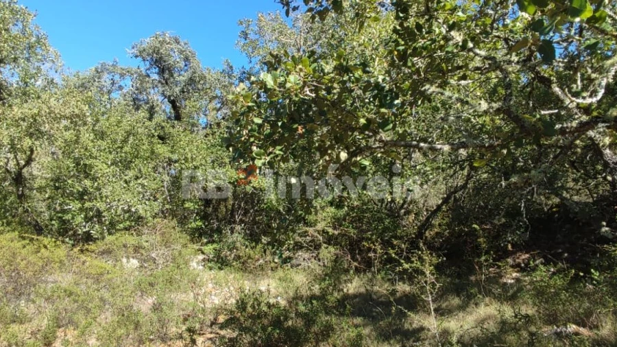 Terreno Agricola ou Rústico para Venda em Além da Ribeira e Pedreira