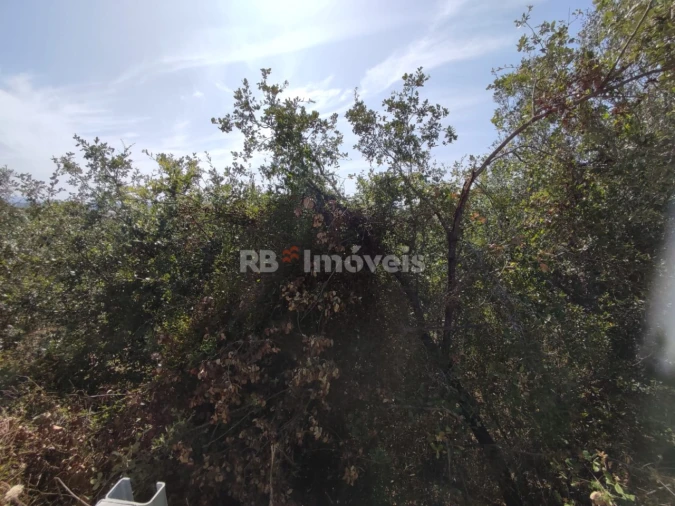 Terreno Agricola ou Rústico para Venda em Além da Ribeira e Pedreira Foto 9