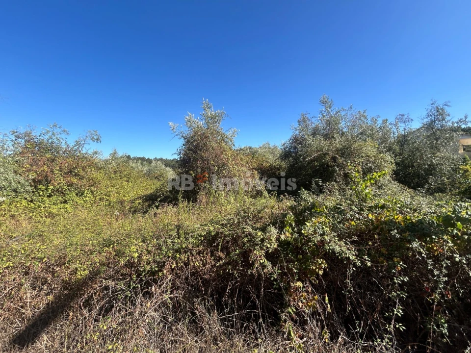 Terreno Agricola ou Rústico para Venda em Serra e Junceira Foto 10